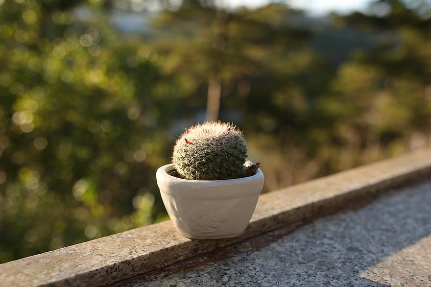 cactus, plante, pot, mis en pot, plante en pot, cactus en pot, jardinage