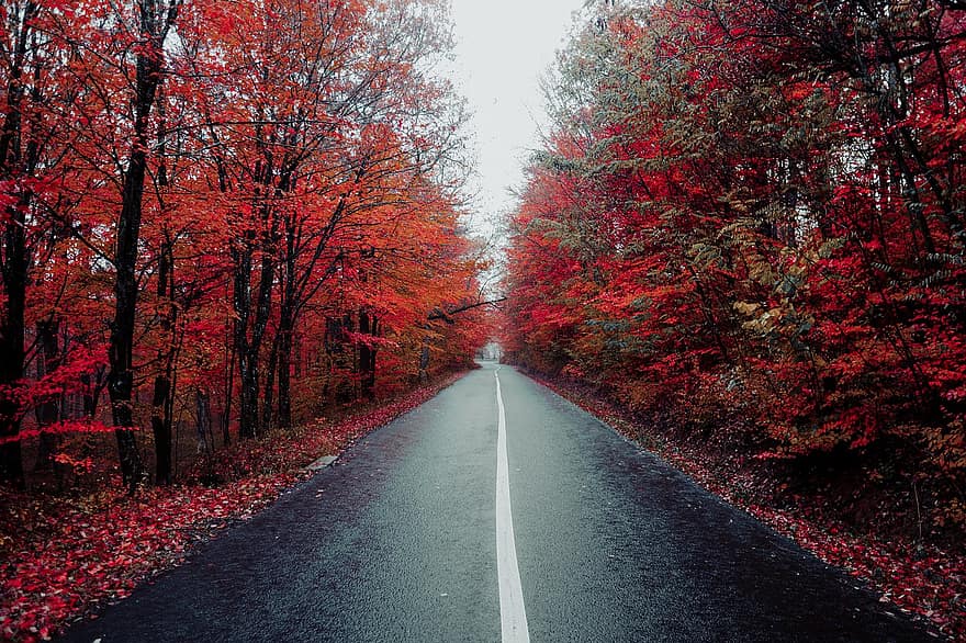 道路、田舎、秋、車道、舗装、高速道路、木、森の中、風景、森林