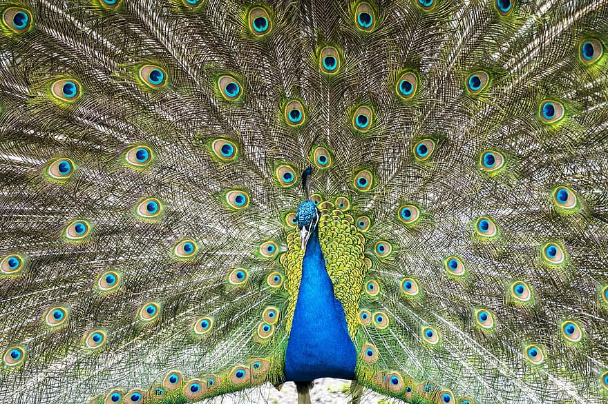 Peacock, Pheasant, Bird, feather, multi colored, blue, pattern, tail, colors, male animal, close-up