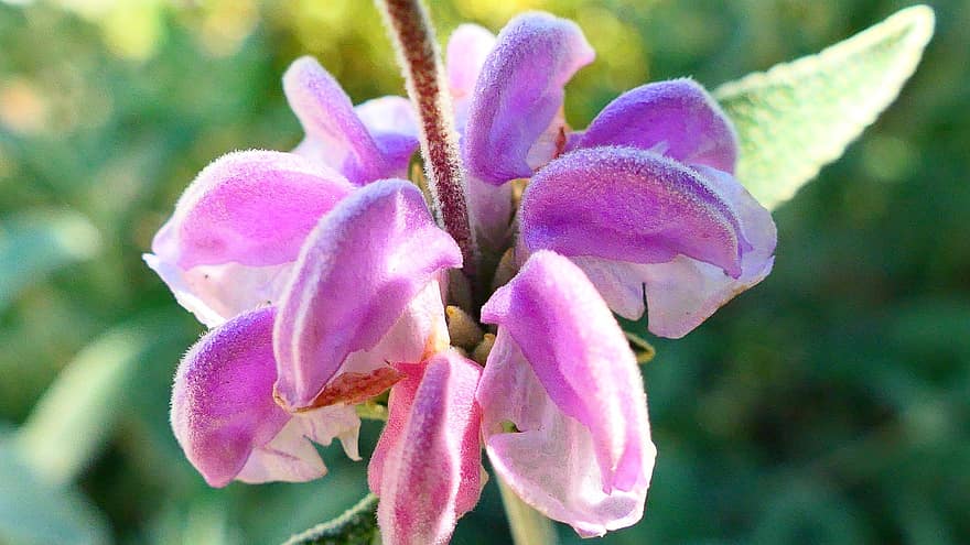sauge violette de Jérusalem, fleur, fleur mauve, pétales, pétales violets, Floraison, flore, la nature
