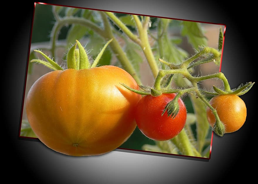 tomates, amarelo, vermelho, legumes, veggie, fora do limite, Comida, gemuese, obra de arte, plantas, arte digital