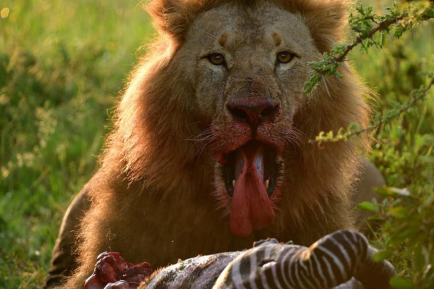 Lion, animal, Masai Mara, Afrique, faune, mammifère, panthera leo