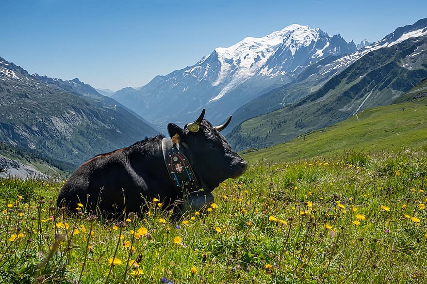 vaca, Alps, prats alpins, bestiar, campana de la vaca, Montblanc, pastures, chamonix, Le tour, Chamonix Mont Blanc, muntanya