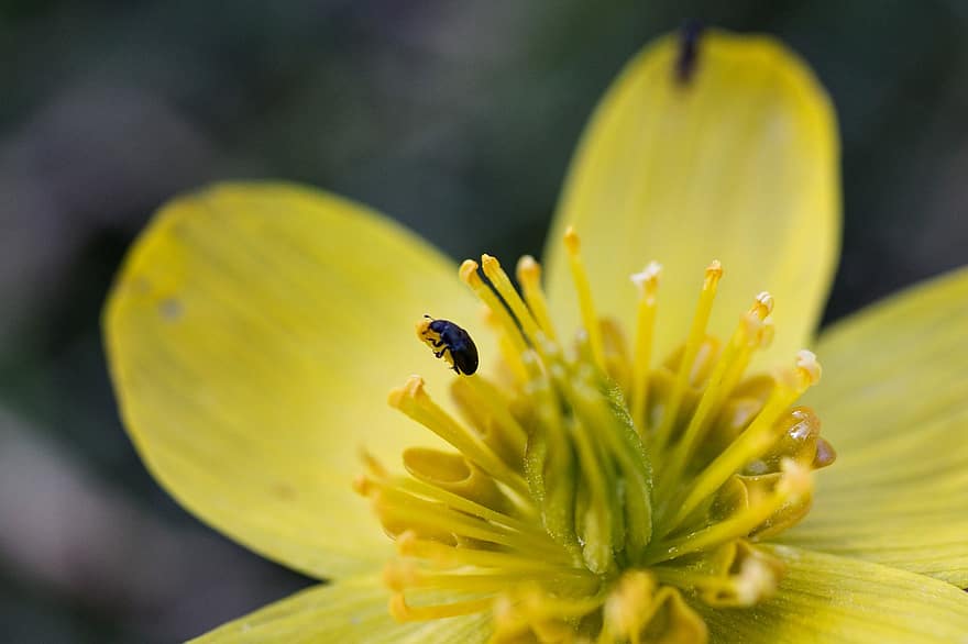 Buttercup, Beetle, Flower, Insect, Yellow Flower, Bloom, Petals, Nature, Macro, close-up, plant