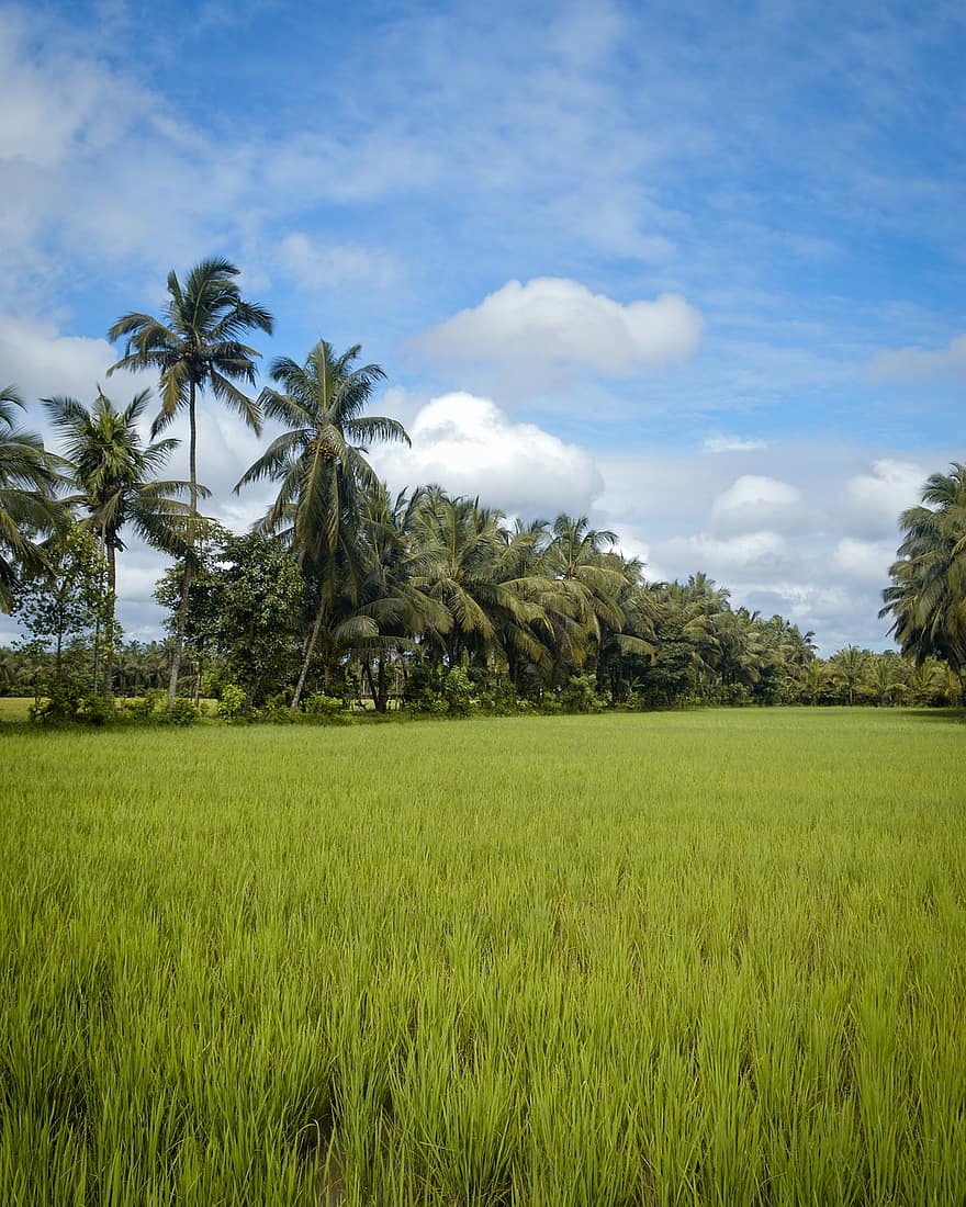 riisipelto, maatalous, maaseutu, maaseudun, luonto, taivas, pilviä, kookospuu, Palmu, ala, Alappuzha