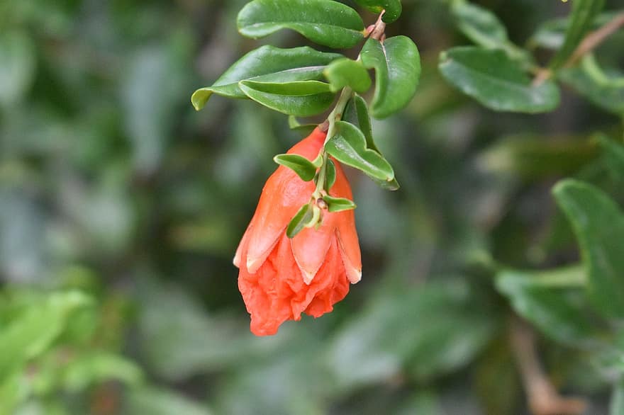 fiore rosso, Germoglio, natura