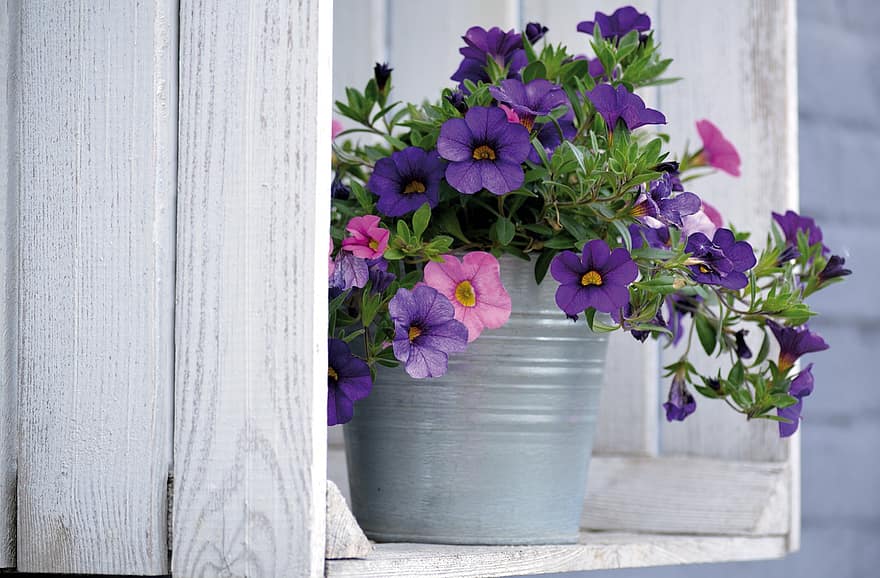 plant pot, tuinontwerp, petunia, tuin-, zomerbloemen, bloei, balkon bloemen, terras, decoratie, bloem decoratie, Tuin Petunia's