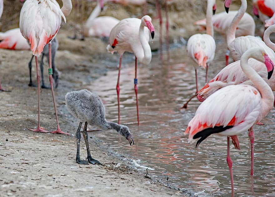 flamingo, burung-burung, paruh, bulu, bulu burung, anak ayam, muda