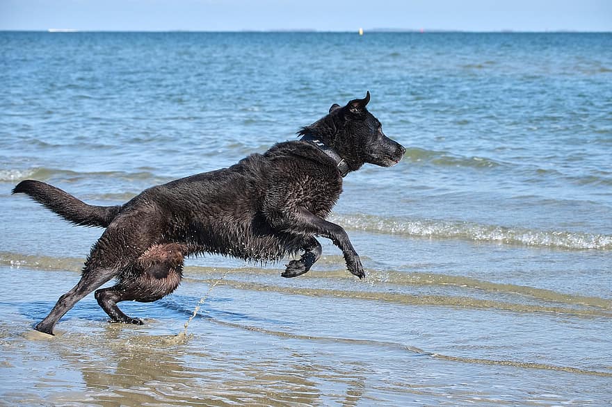 hund, handling, hav, strand, vand, labrador, væddeløb, hoppe