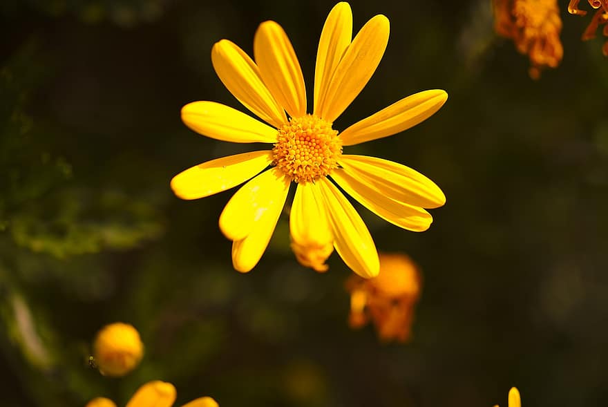 Daisy, Flower, Plant, Yellow Daisy, Petals, Bloom, Flora, Nature, yellow, close-up, summer