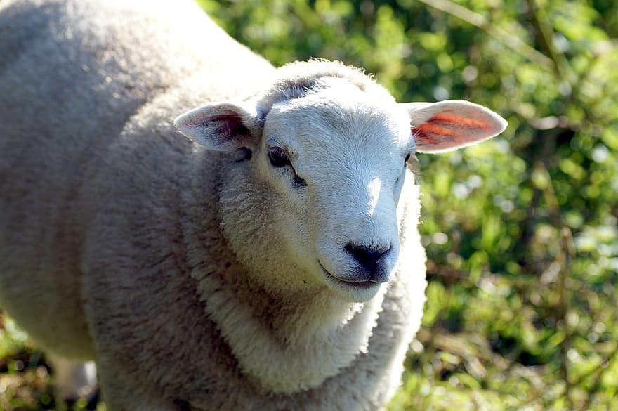 schapen, lam, vee, farm, hoofd, wol, landbouw, dier