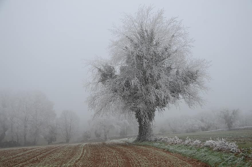cây, gel, mùa đông, phong cảnh, Thiên nhiên, sương mù, cảnh nông thôn, rừng, Mùa, sương giá, nông trại