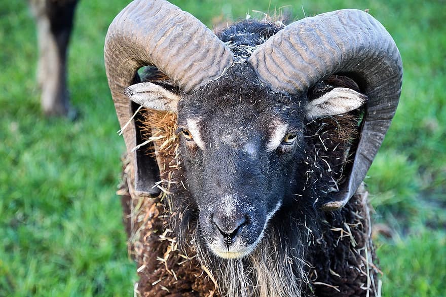 Ram, Male Sheep, Sheep, Horns, Nature, Mammal, Sheepskin, Sheep Wool, Cloven-hoofed Mammal, Herd Animal, Mouflon