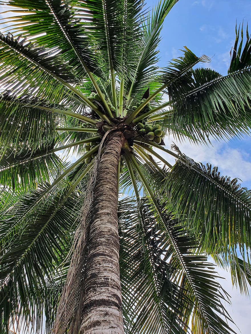 kokosnötsträd, träd, löv, grenar, trunk, kokos, frukt, palmträd, tropisk