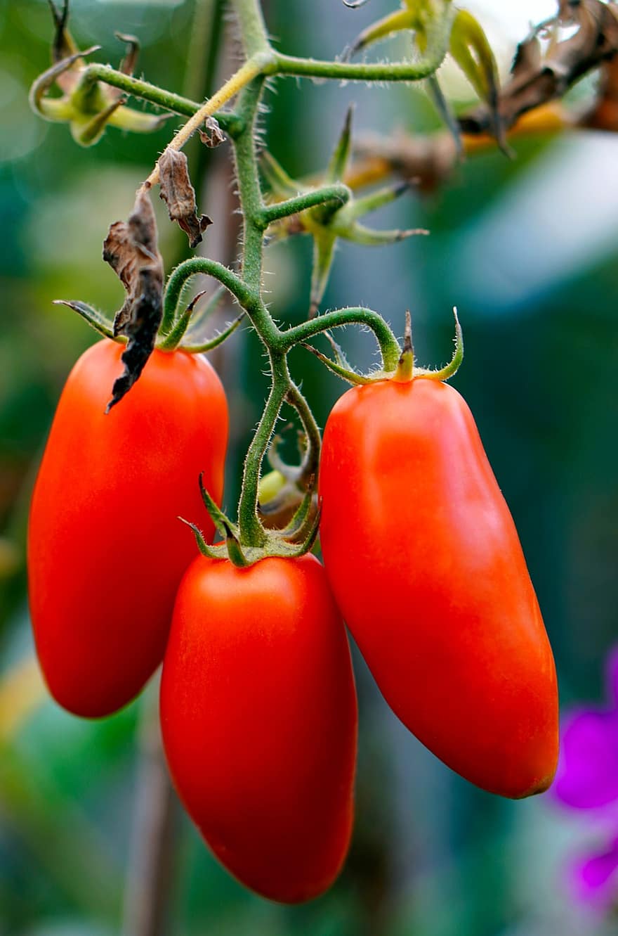 pomidory, dojrzały, warzywa, czerwone pomidory, żniwa, produkować, organiczny, świeży, jedzenie, świeże pomidory, świeże warzywa