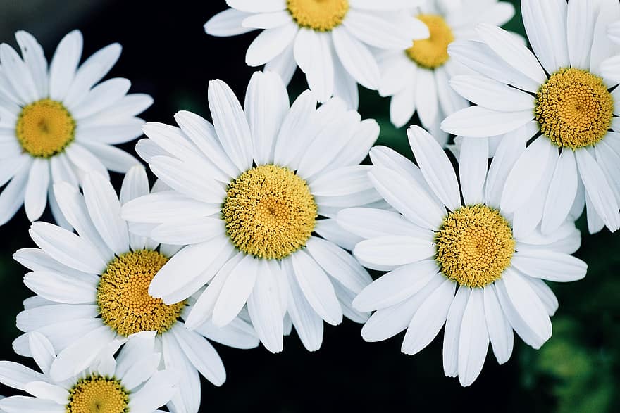 Daisy, Flowers, Garden, Bloom, Meadow, Plant, White