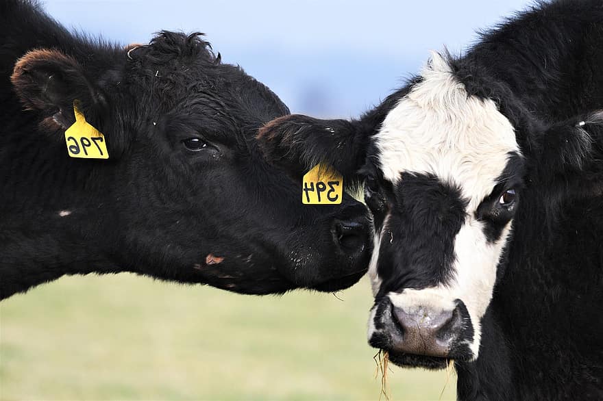 牛、家畜、ファーム、動物たち、自然、ほ乳類、農業、農村、田舎、牛肉