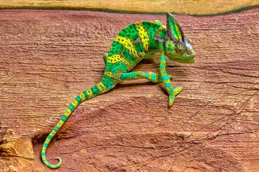 camaleão, lagarto, réptil, espécies, multi colorido, fechar-se, cor verde, lagartixa, padronizar, animais em estado selvagem, amarelo