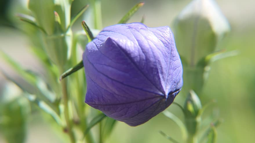 platycodon grandiflorus, kwiat, niebieski kwiat, rozkwiecony, kwitnące, płatki, niebieskie płatki, flora, Natura