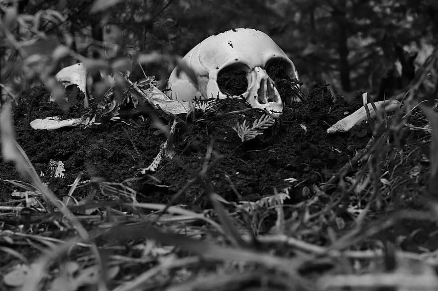crani, bosc, mort, crim, Halloween, esquelet