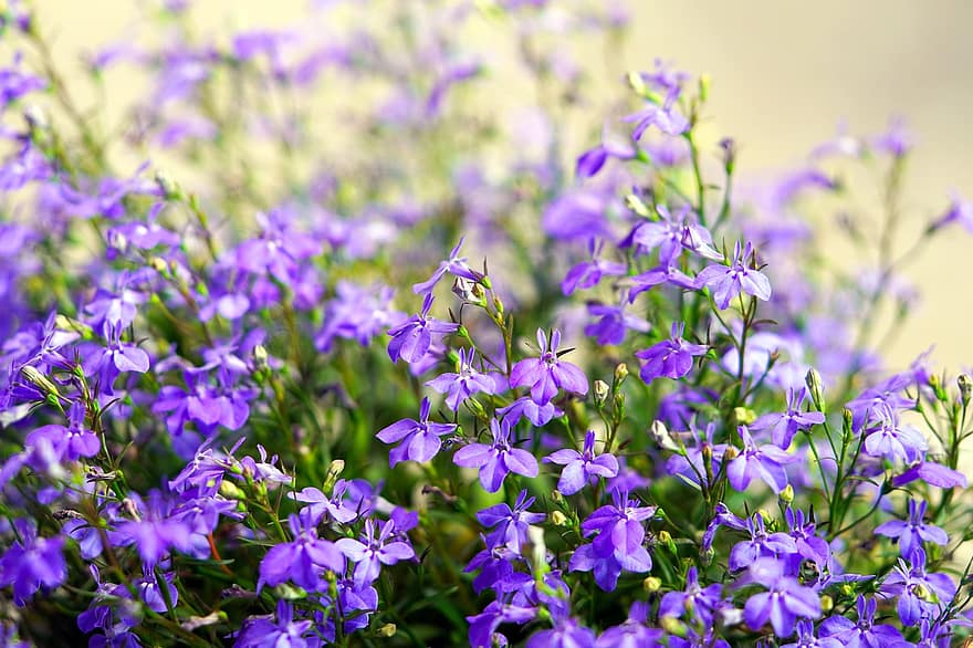 las flores, planta, naturaleza, flor, floración, almohada azul, planta de cojín, púrpura, verano, de cerca, hoja