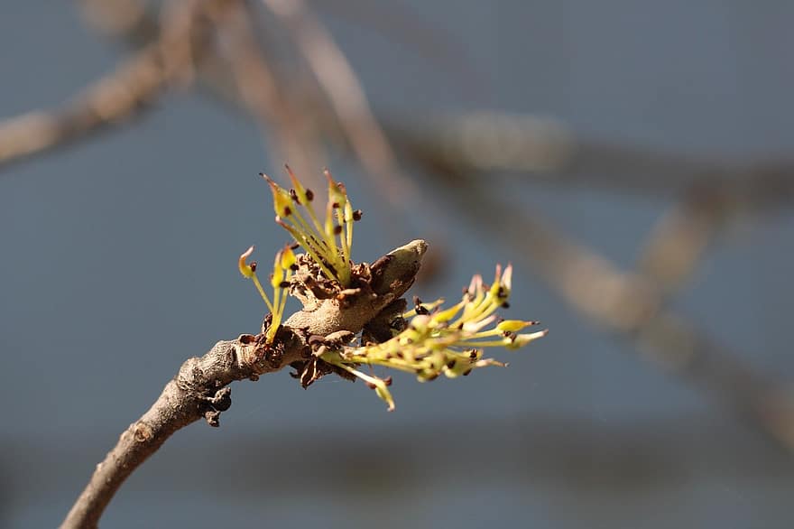 Leaf Buds, Nature, Flora, Spring, Greenery, Close Up, close-up, branch, plant, tree, flower