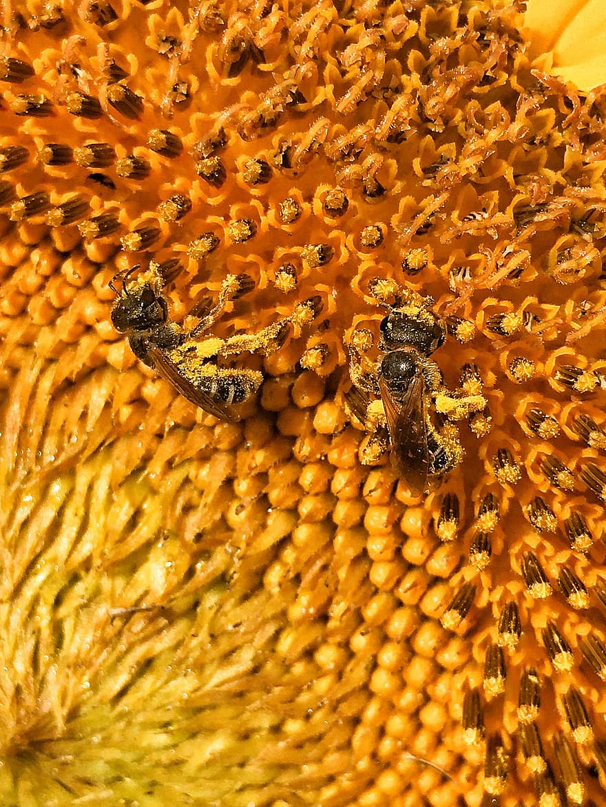 miele, api, girasole, insetto, natura, nettare, polline, giallo, fiorire, apicoltura