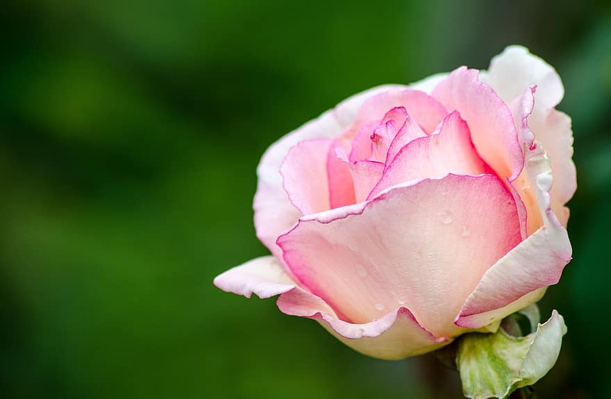 pieauga, rozā, rožu ziedēšana, zieds, zied, dārza rozes, rozā rozes, atvērta roze, ziedu dārzs, floribunda, vasarā