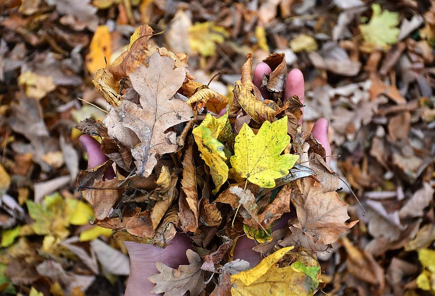 jesień, odchodzi, listowie, suszone liście, jesienne liście, sezon jesienny, spadek liści