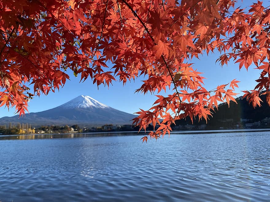 natur, Fuji fjellet, høst, årstid, reise, utforskning, utendørs