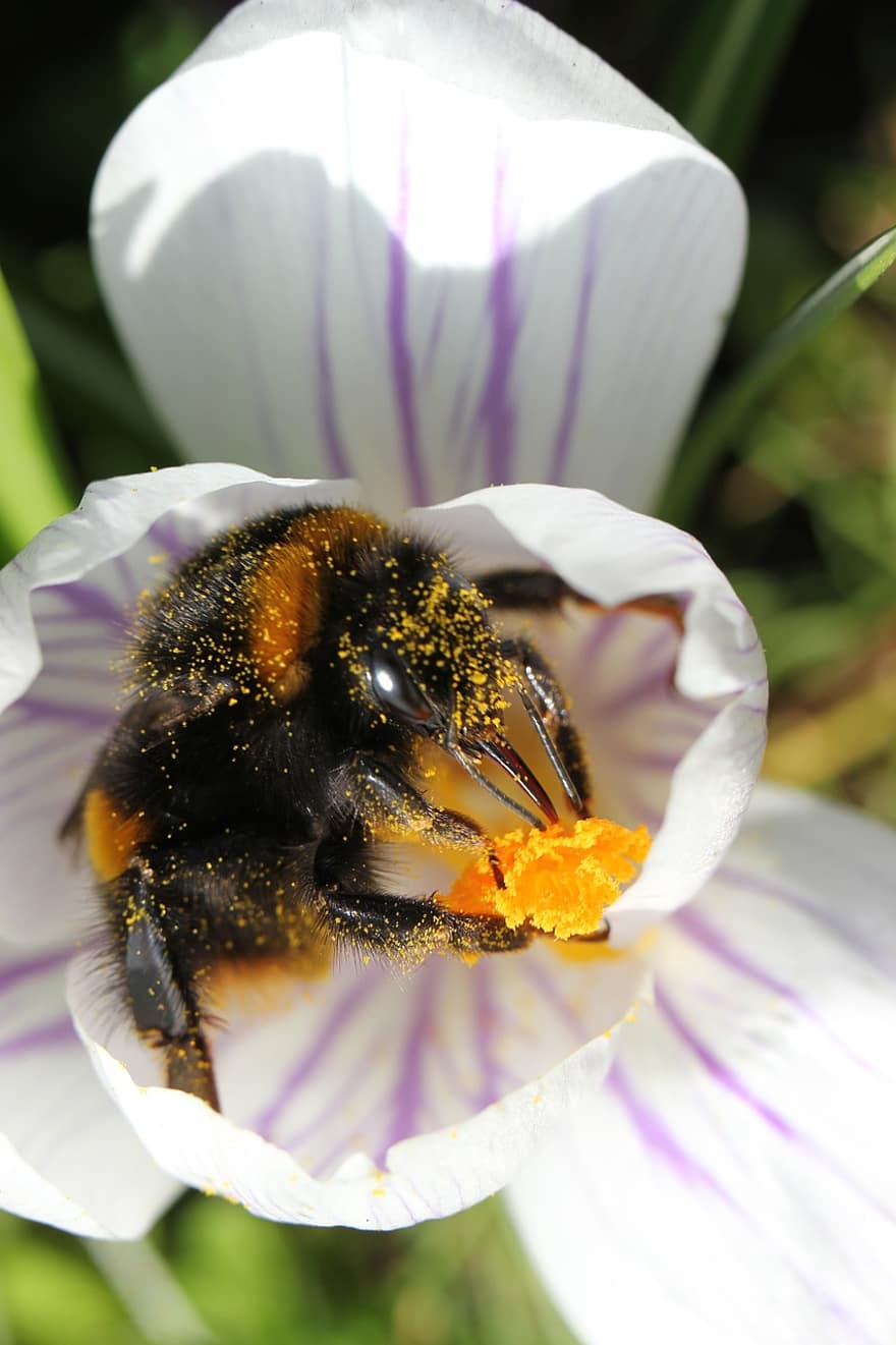 Bee, Insect, Flower, Bumblebee, Pollen, Pollination, Plant, Natural, Garden, Nature, Macro