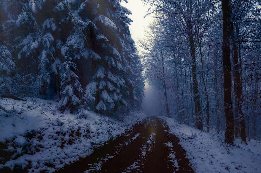 mežs, ziemā, mistisks, sniegs, migla, koki, ainavu, auksts, ziemas burvība, ziemas mežs, sala