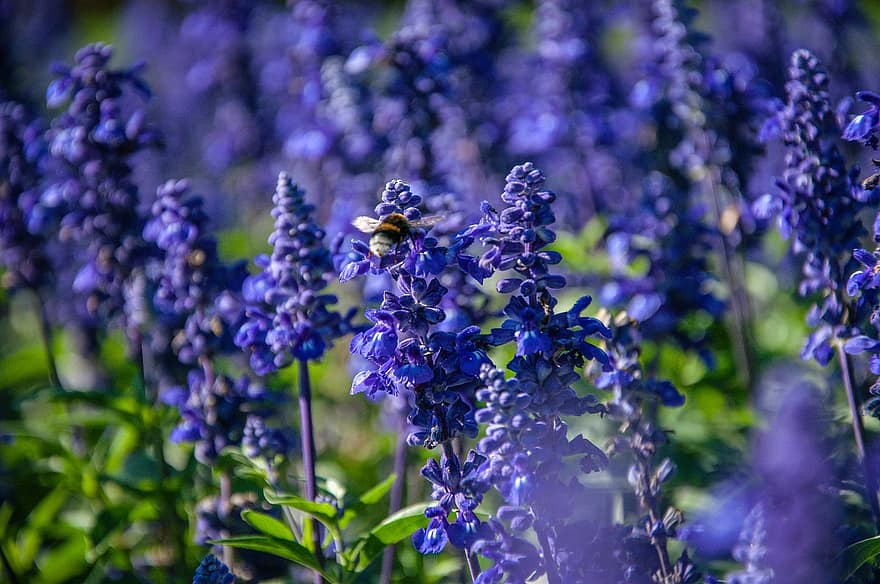 bunga-bunga, tanaman, lebah, ungu, lavender, musim semi, lingkungan Hidup, di luar ruangan, fokus, taman