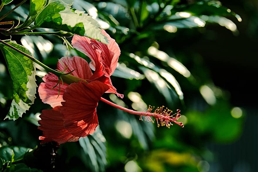 Hibiscus, sarkanā Hibiscus, sarkans zieds, dārzs, zieds, flora