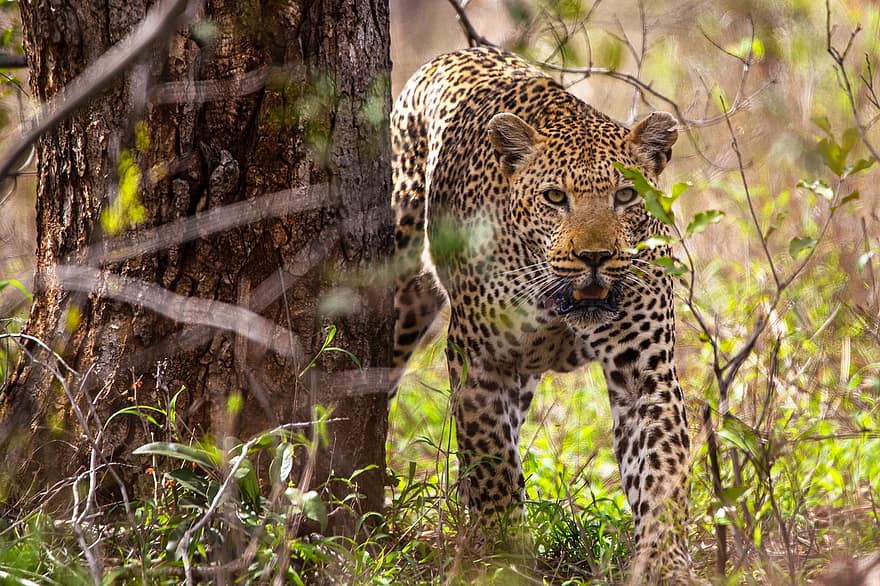leopard, djur-, vilda djur och växter, rovdjur, däggdjur, stor katt, vilt djur, fauna, vildmark