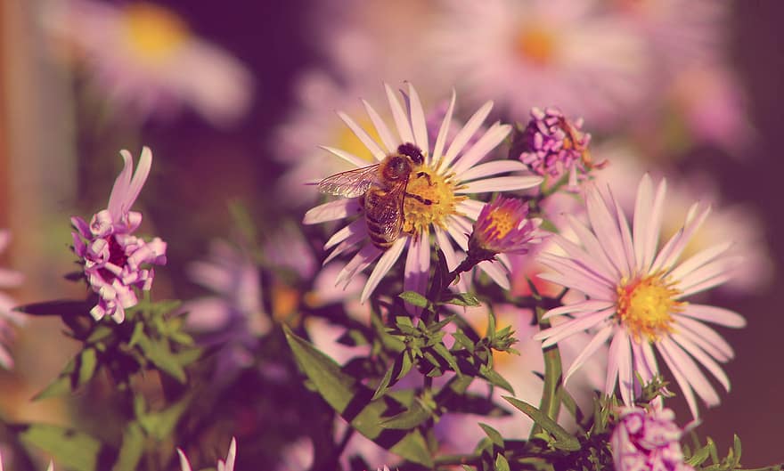 цветя, пчела, опрашване, насекомо, ентомология, разцвет, цвят, marcinki, астри, едър план, цвете