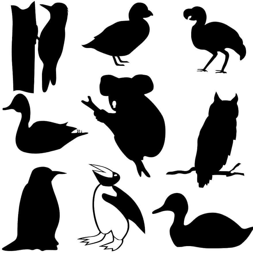 коала, птица, значок, стадо, черный, графический, шаблон, изолированный, крылья, белый, животные