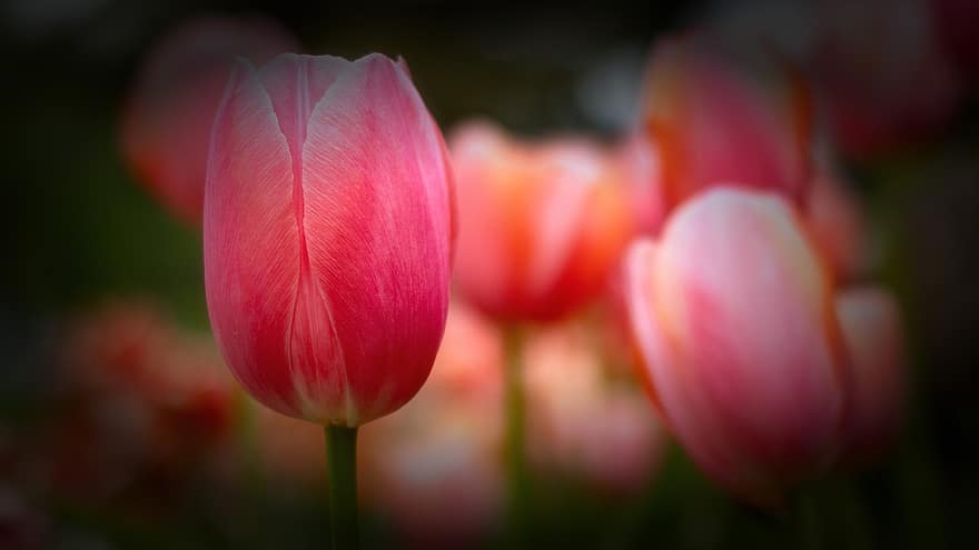 tulipano, fiore, pianta, fioritura, primavera, giardino, natura, buio
