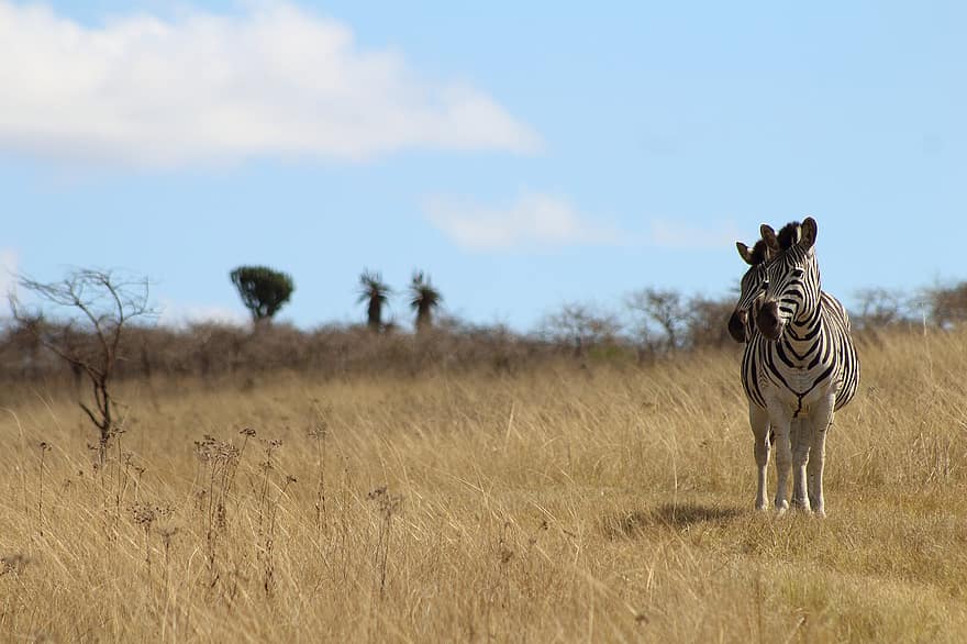 zebrák, fű, rét, mező, szafari, Afrika, szavanna, csíkok, vadvilág, legelő, afrikai táj