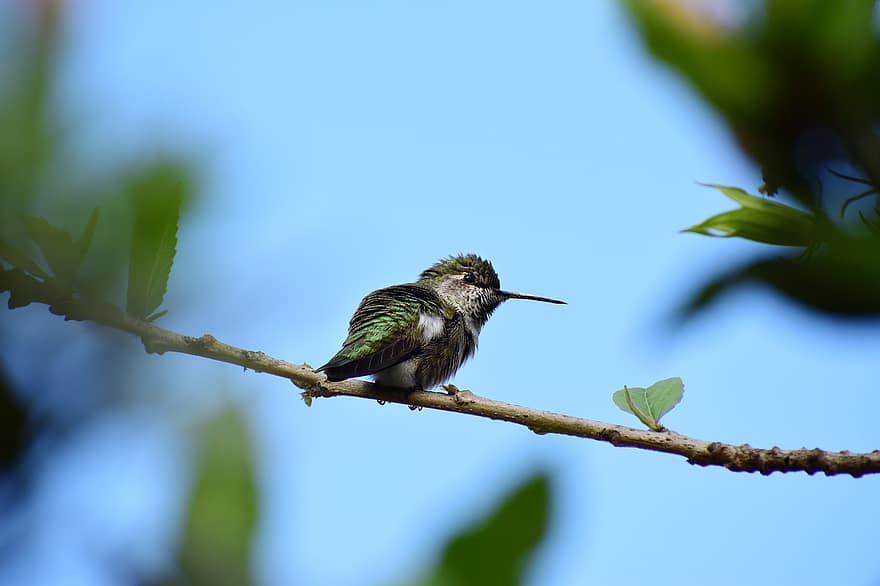 hummingbird, fugl, perched, dyr, fjær, fjærdrakt, nebb, regning, fugletitting, ornitologi, dyr verden