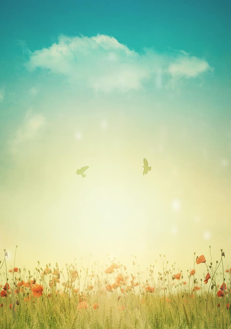 Hintergrund, Mohnblumen, Feld, Wiese, Mohnfeld, Wildblumen, Wolken, Natur, fliegende Vögel, Blumenwiese, Sonnenlicht