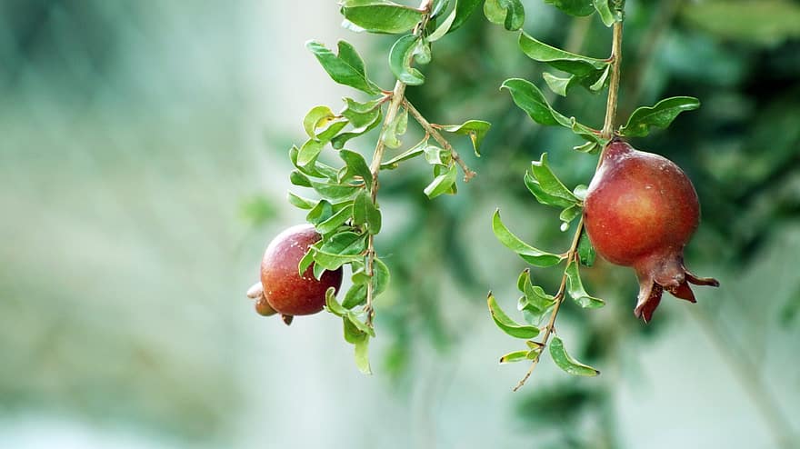 Fruits, Pomegranate, Organic, Healthy, Harvest, Agriculture, Nutrition