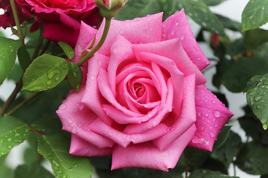 Роза, капля дождя, цветок, розовая роза, роса, росинка, роза цветет, лепестки, лепестки роз, цвести, цветение