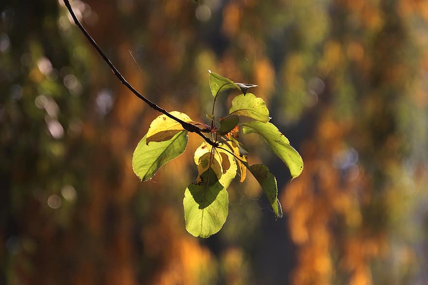 листья, листва, осень, природа, осенний сезон, падать, ботаника, лист, желтый, дерево, крупный план