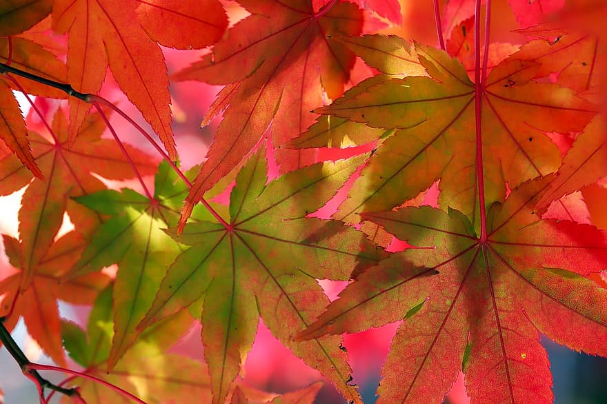 もみじ、葉、ブランチ、秋、赤い葉、木、工場、自然
