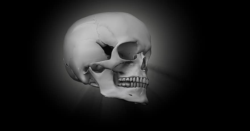 kranium, knogle, hoved, skelet, 3d-model, død, fatal, toksisk