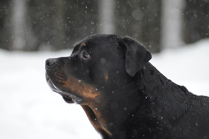 hond, rottweiler, huisdier, winter, sneeuw, hoektand, dier, vacht, snuit, zoogdier, hondenportret