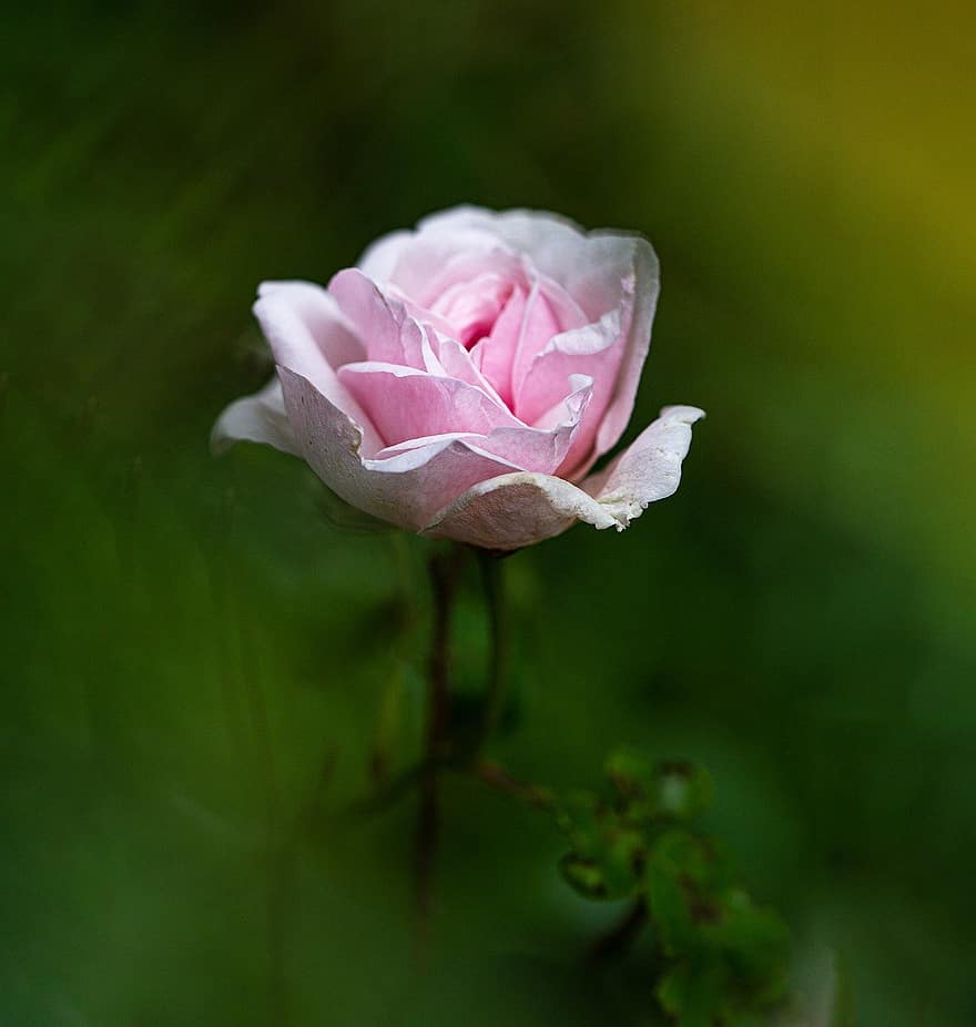 rosa, fiore, rosa fiorita