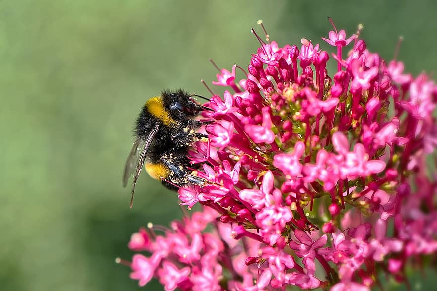 Bie, insekt, pollen, honningbie, blomstre, blomst, rød, makro, natur, hage, nærbilde