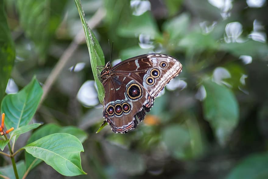 Północne Perłowe Oko, motyl, owad, ogród
